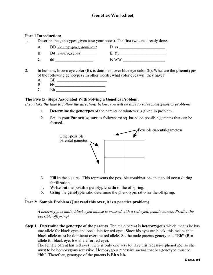 Genetics Worksheet Answer Key Genetics Practice Problems Worksheets 