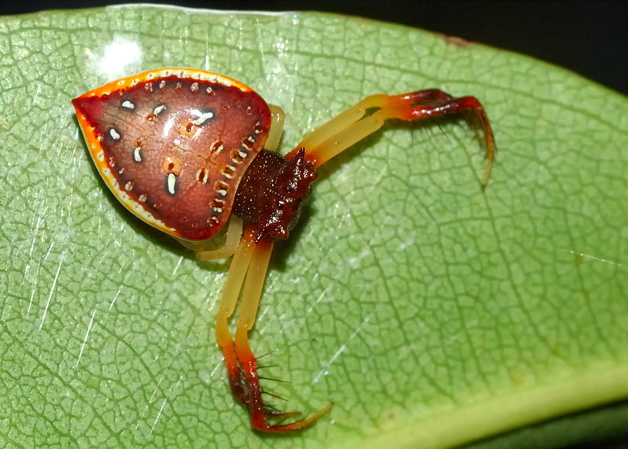 Triangular Spider Arkys Cornutus